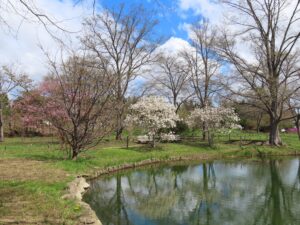 池周辺のシデコブシと2本のサクラの美しい風景