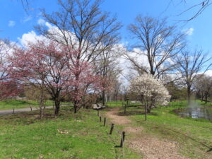 世界の百合広場のシデコブシとサクラ