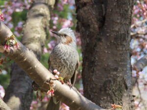 ヒヨドリも歌う