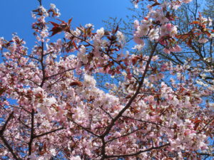 世界の百合広場のサクラ