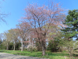 咲きすすむソメイヨシノ