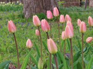 ピンク色のチューリップ