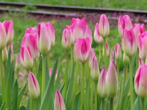 桃色のチューリップ