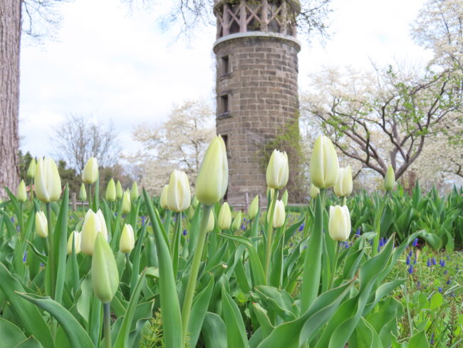 本日の百合が原公園（ムスカリの道の様子をご紹介）2026年4月28日
