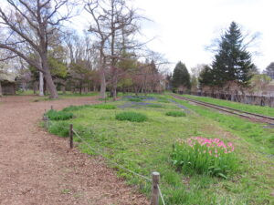 チューリップの開花はもう少し先かな