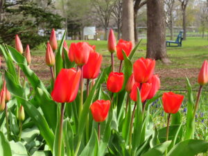 真っ赤なチューリップ