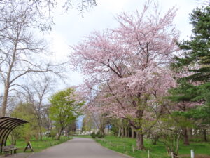 P1駐車場のソメイヨシノも見頃に