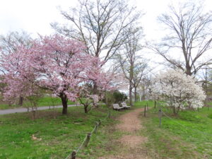 シデコブシと２種類のサクラ