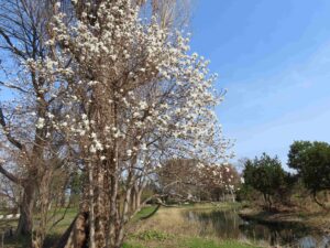 咲きすすむ春の植物たちと樹木ツアーのご案内（2026年4月17日）