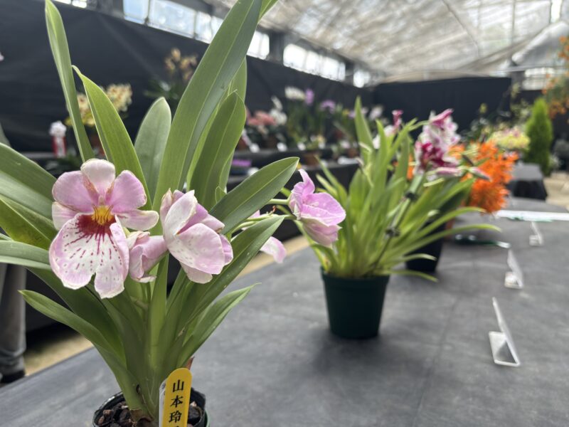 初夏を彩る洋ランの展示会「市民ラン展」は5月26日から(2026年5月25日)