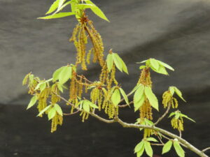 コナラの花(実はどんぐりになる)