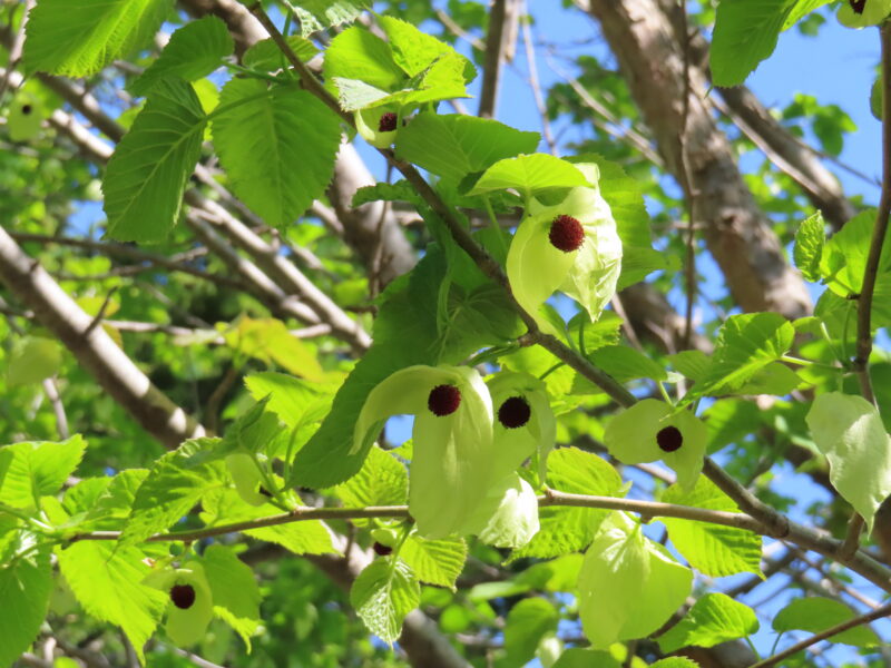 ハンカチノキ、ライラック　初夏の植物たち続々開花（満開のムスカリの道情報も）2026年5月12日