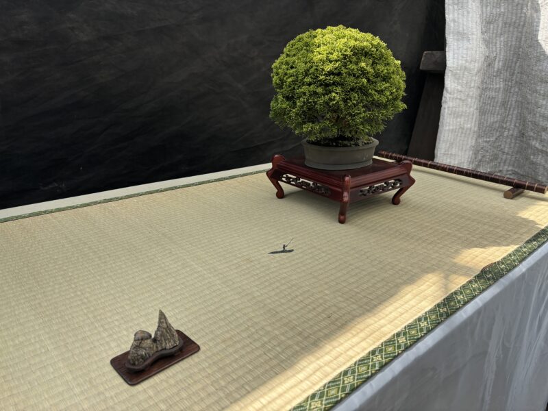 初開催「初夏の盆栽展」は本日5月23日から（2026年5月23日）