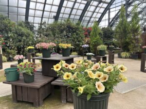 ペチュニア展会場