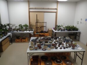 初夏の盆栽展（販売コーナー）