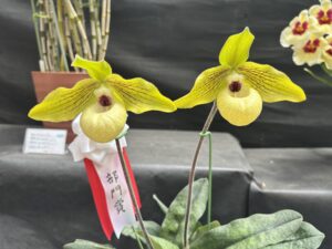 (部門賞)パフィオ シュン ファ ゴールデン