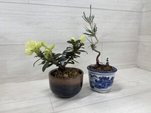 まめ盆栽