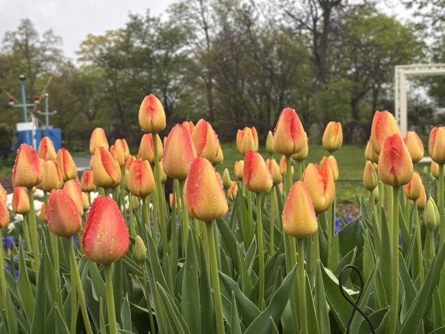 百合が原公園、本日の様子（2026年5月4日）
