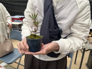 まめ盆栽