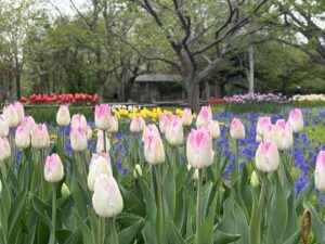 白地に桃色のチューリップ