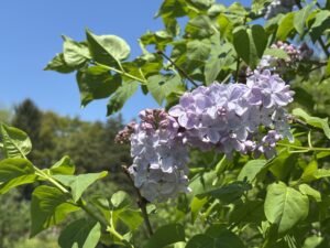 ライラックコレクションの薄紫色のライラック
