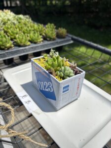 貨物コンテナを使った多肉植物の寄せ植え