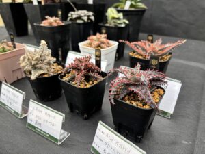 アロエのハイブリッド