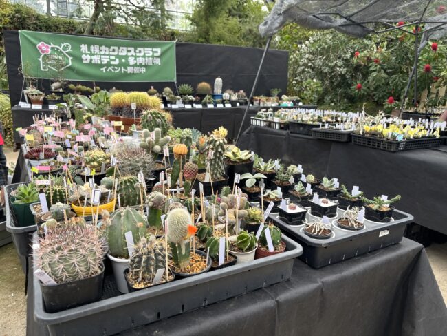 お待たせしました!明日5月19日から「サボテン・多肉植物展」開催です(2026年5月18日)