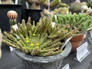 ユーフォルビア孔雀丸