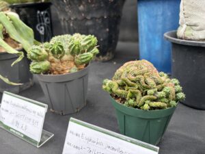 ユーフォルビア