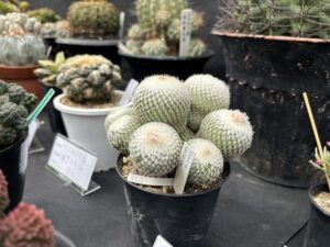 エピテランサ 大型白刺月世界