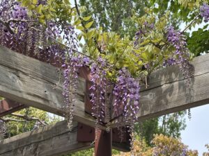 藤の花のアップ