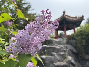 瀋芳園のライラック