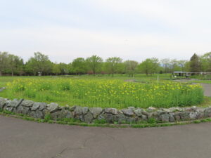 黄色いまるの菜の花