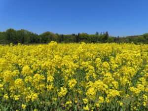 公園東側の丸い花壇では菜の花が満開
