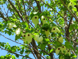ハンカチノキの花