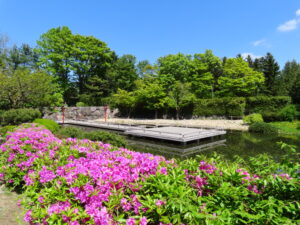 日本庭園のヨドガワツツジ