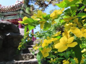 瀋芳園のヤマブキ