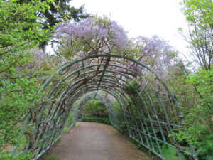 世界の庭園のグリーントンネルのフジ