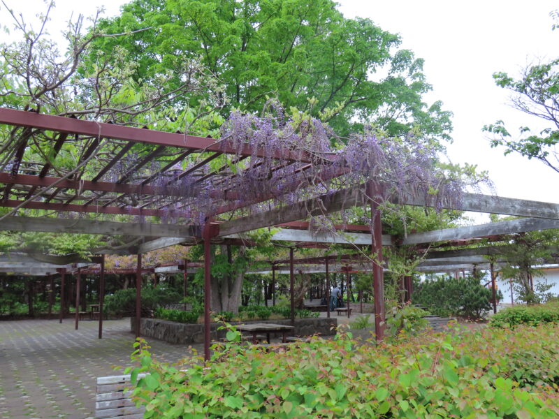 咲きすすむ花木たち(2026年5月19日)