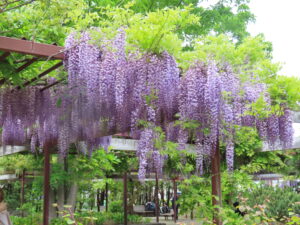 公園南側の藤棚