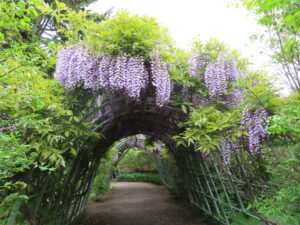 世界の庭園内のグリーントンネルのフジ
