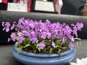 部門賞)ヒナラン イワチドリ 桃源