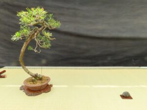 赤松、水石の一席