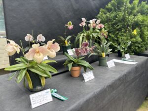 美しい花色のパフィオペディラムも多数出展