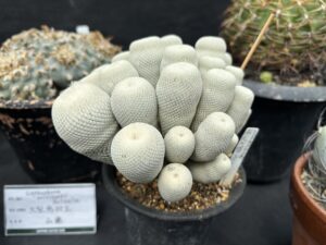 エピテランサ 小人の帽子(スノーホワイト)