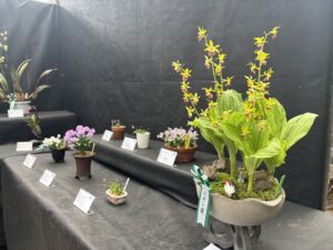 この時期だからご覧いただけるイワチドリなどが多数出展