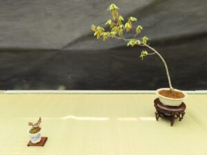 コナラ、ミニバラの一席