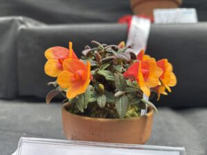 部門賞のデンドロビウム カスバートソニー ペペ