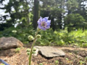 本日開花したメコノプシスホリドゥラ